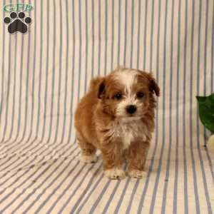 Amor, Maltipoo Puppy